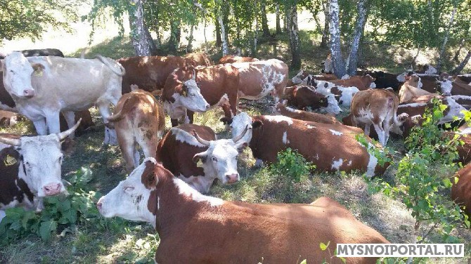 Компания реализует КРС по всей России и СНГ Москва - изображение 1