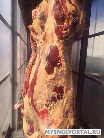 Полутуши говяжьи оптом Ярославль - изображение 1