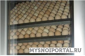 Предлагаем Инкубационное яйцо Хаббард F15 Ломоносов - изображение 1