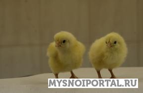 Предлагаем Суточные цыплята бройлера Хаббард F15 Ломоносов - изображение 1