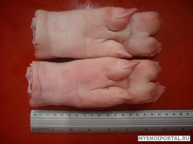 Закупаем свиные ноги Новосибирск - изображение 1