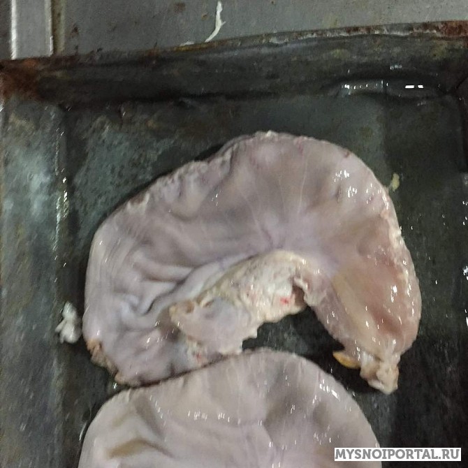 Купим свиные желудки Новосибирск - изображение 1