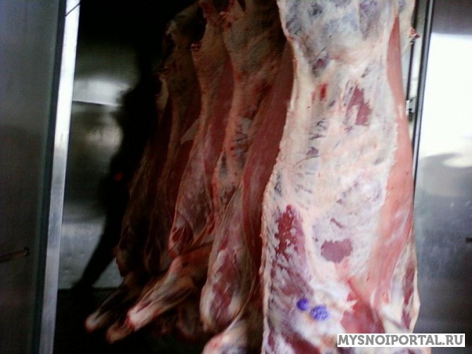 Закупаем Говяжьи полутуши Нижний Новгород - изображение 1