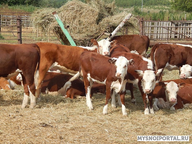 Бычки на откорм Набережные Челны - изображение 1