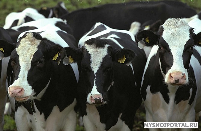 Закупаем КРС по разумным ценам Смоленск - изображение 1