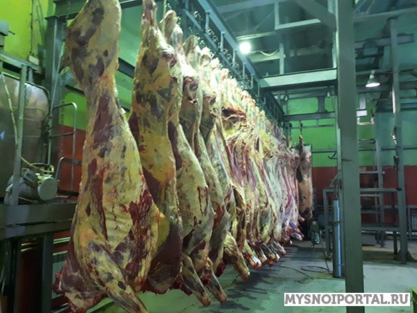 Говядина оптом от производителя ГОСТ 799-55 Казань - изображение 1