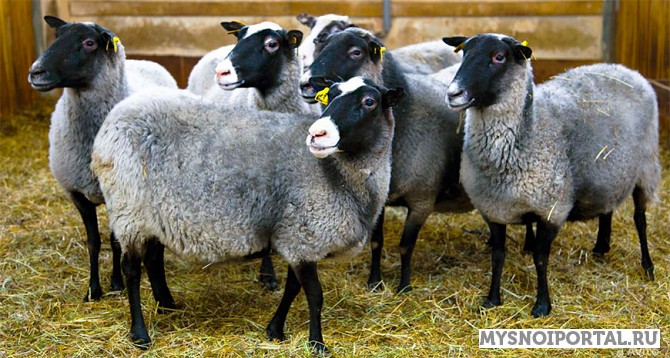 Баранина живым весом Забайкальск - изображение 1