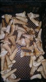 Субпродукты свиные Самара