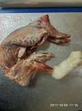 Охлаждённое и замороженное мясо кролика(тушки) Раменское