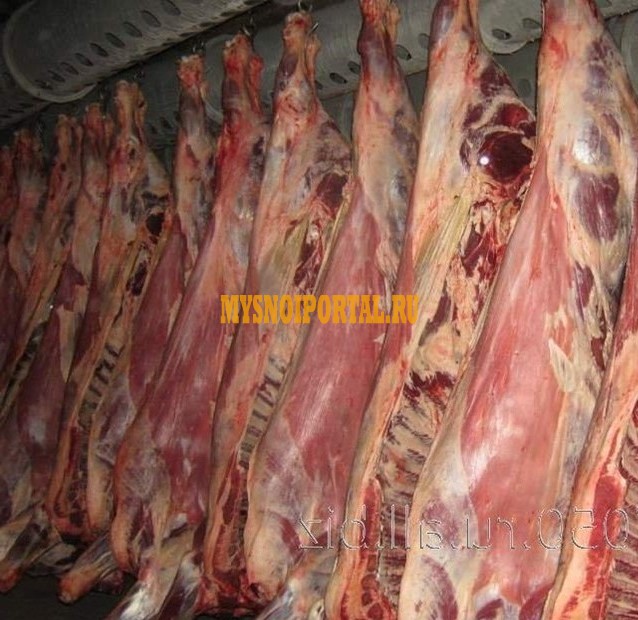 Продаю полутуши Говяжьи бычков ГОСТ, зам Москва - изображение 1