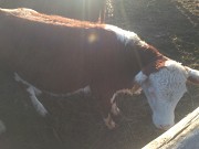 Телочки Казахские Белоголовые доставка из г.Оренбург