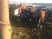 Телочки Казахские Белоголовые доставка из г.Оренбург