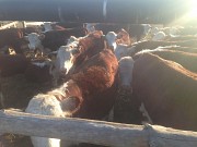 Телочки Казахские Белоголовые доставка из г.Оренбург