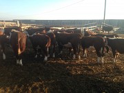 Телочки Казахские Белоголовые доставка из г.Оренбург