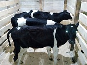 Телята черно-пестрые Уфа