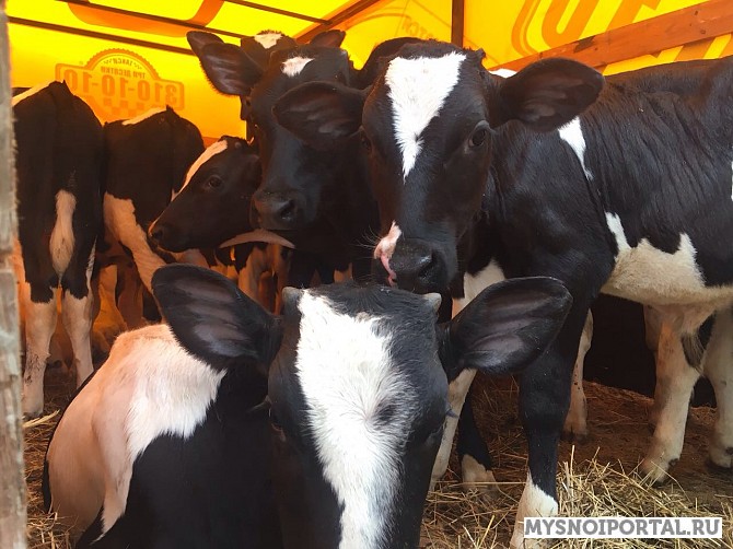 Телята черно-пестрые Уфа - изображение 1