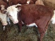 Бычки герефорды Верхнеуральск