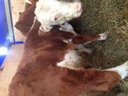 Бычки герефорды Верхнеуральск