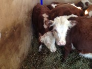 Бычки герефорды Верхнеуральск