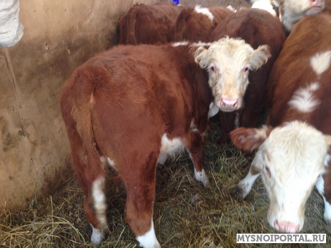 Бычки герефорды Верхнеуральск - изображение 1