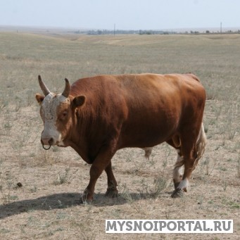 Бычки Калмыцкой породы Магнитогорск - изображение 1