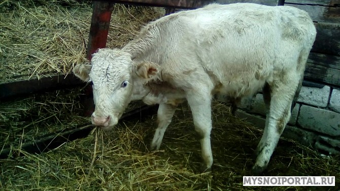 Симментальские бычки Челябинск - изображение 1