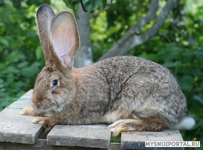 Продаем Кроликов живок Казань - изображение 1