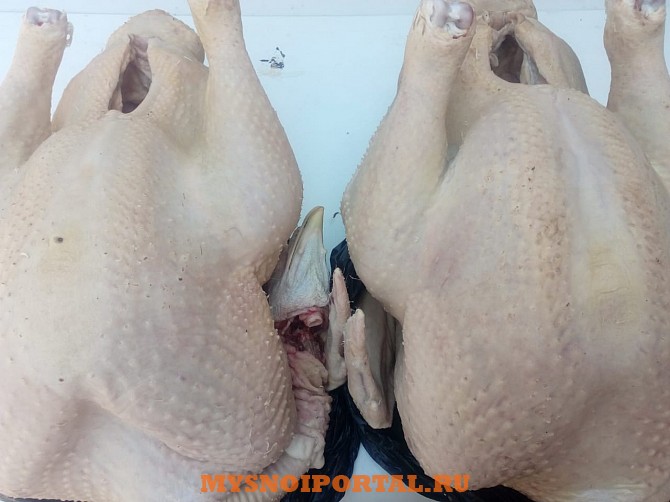 Тушки индейки ГОСТ, н/к, Охл/Зам, с доставкой до покупателя от 400 руб. в Москве Москва - изображение 1