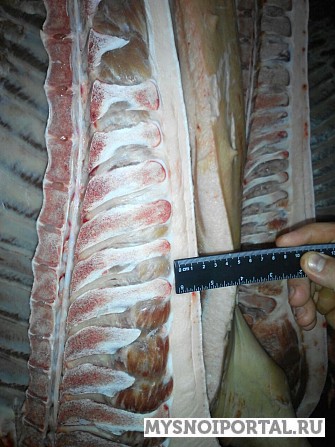 Продаю Туши свиные н/к, Охл/Зам, категория - I (беконная), II (мясная – молодняк) в Москве Москва - изображение 1