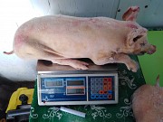Продаю Туши свиные н/к, Охл/Зам, категория - V (мясо просят) в Москве  доставка из г.Москва
