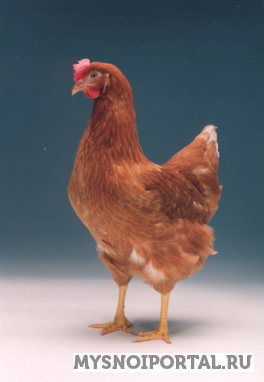 Куры кросса «ЛОМАНН БРАУН-КЛАССИК» Копейск - изображение 1