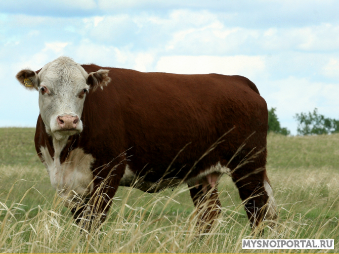 Крупный рогатый скот породы «Герефорд» Копейск - изображение 1