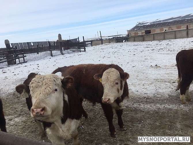 Бычки мясных пород Магнитогорск - изображение 1