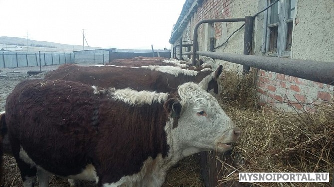 Нетели породы Герефорд Уфа - изображение 1