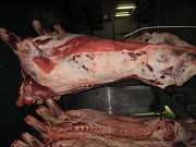 Быки,Коровы 1,2 кат Беларусь Санкт-Петербург