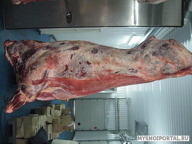 Быки,Коровы 1,2 кат Беларусь Санкт-Петербург - изображение 1