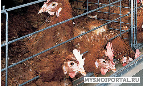 Тушка куриная 1 и 2 сорт Новосибирск - изображение 1