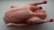 Продам тушки гуся, Линда, от 4,5- 5 кг. Челябинск