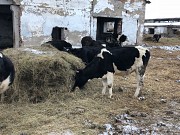 Телки Черно-пестрые доставка из г.Омск