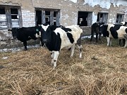 Телки Черно-пестрые доставка из г.Омск