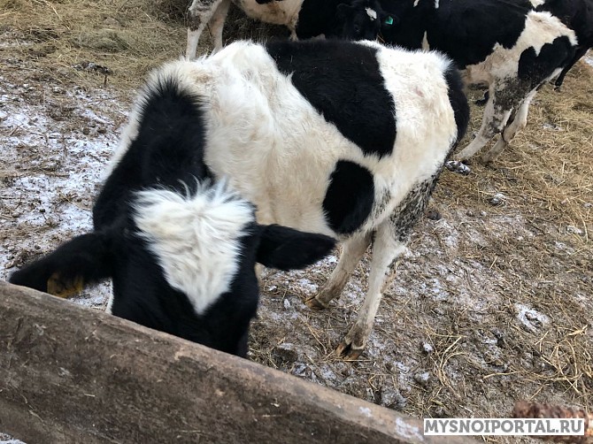 Телки Черно-пестрые Омск - изображение 1