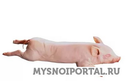 Купим Молочных поросят Москва - изображение 1