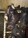 Головы говяжьи 2тонны срочно продам рассмотрю предложения Пенза