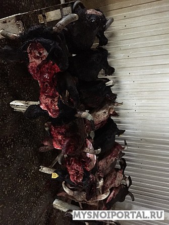 Головы говяжьи 2тонны срочно продам рассмотрю предложения Пенза - изображение 1