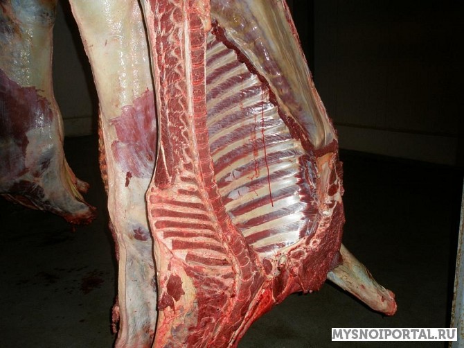 Куплю Конину не дорого на СПб. Санкт-Петербург - изображение 1