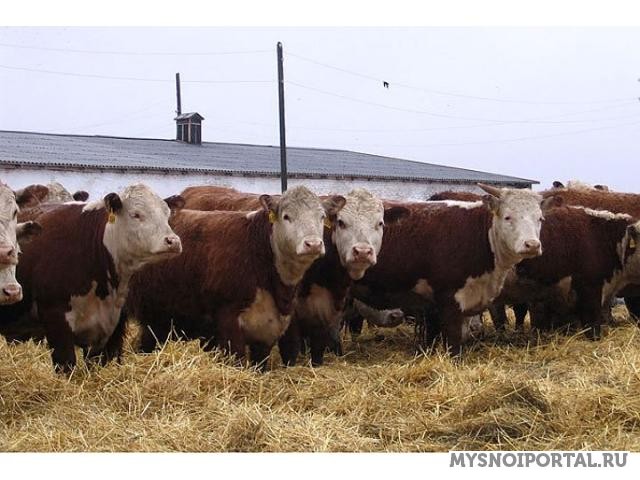 Куплю живок КРС Новосибирск - изображение 1