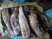 продаю кишечное сырье говяжье, субпродукты кролика, кости Белореченск