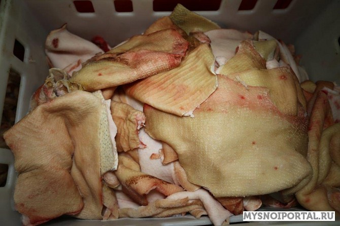 Куплю шкуру свиную Владимир - изображение 1