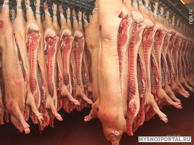 Куплю мясо хряков в полутушах Волгоград - изображение 1