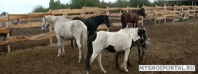 Куплю выбракованых лошадей Чебоксары - изображение 1